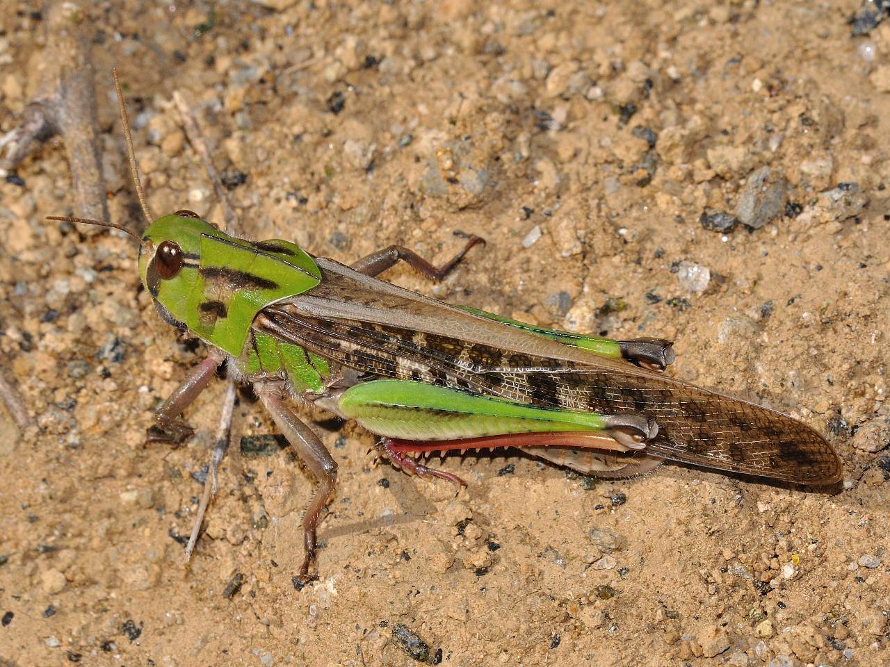 Locusta migratoria